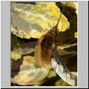 Bombylius major - Wollschweber m03.jpg